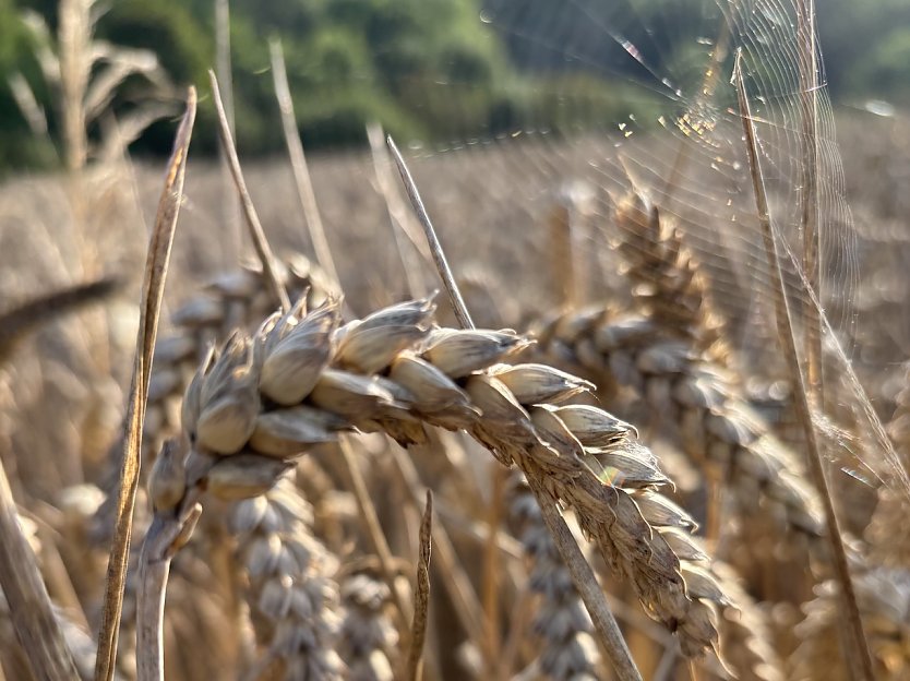 Das Sommerwetter dauert an (Foto: oas)