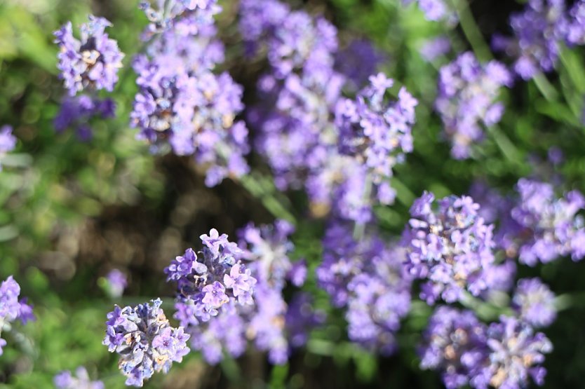 Wetterbild (Foto: agl)