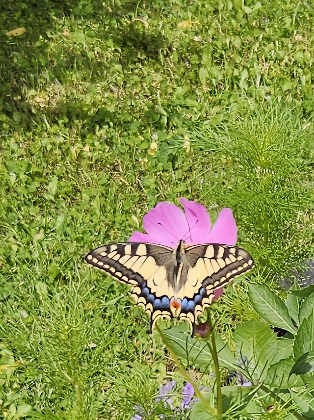 Schmetterling im Garten (Foto: Sabine Kr&auml;ussel)