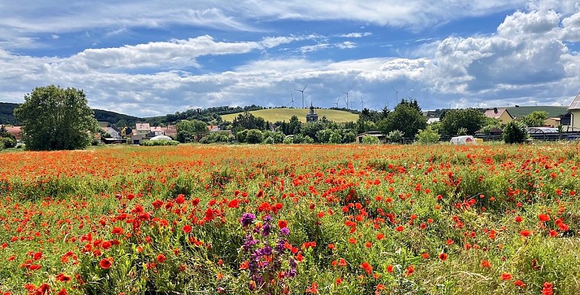 Wiese in Uthleben (Foto: Marco Gerlach)