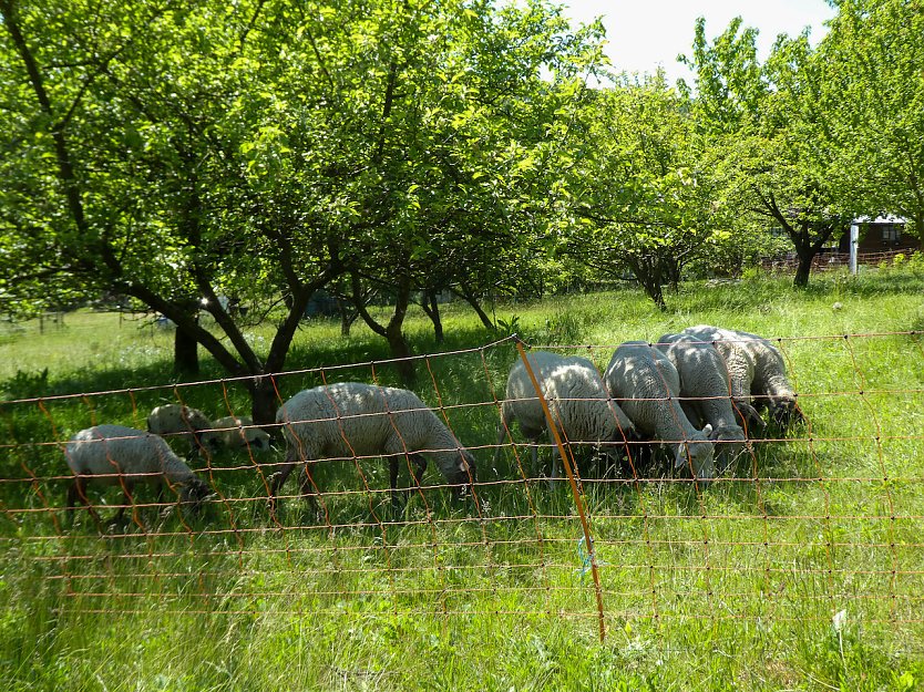 Streuobstwiese (Foto: Isabel H&uuml;mpfner)
