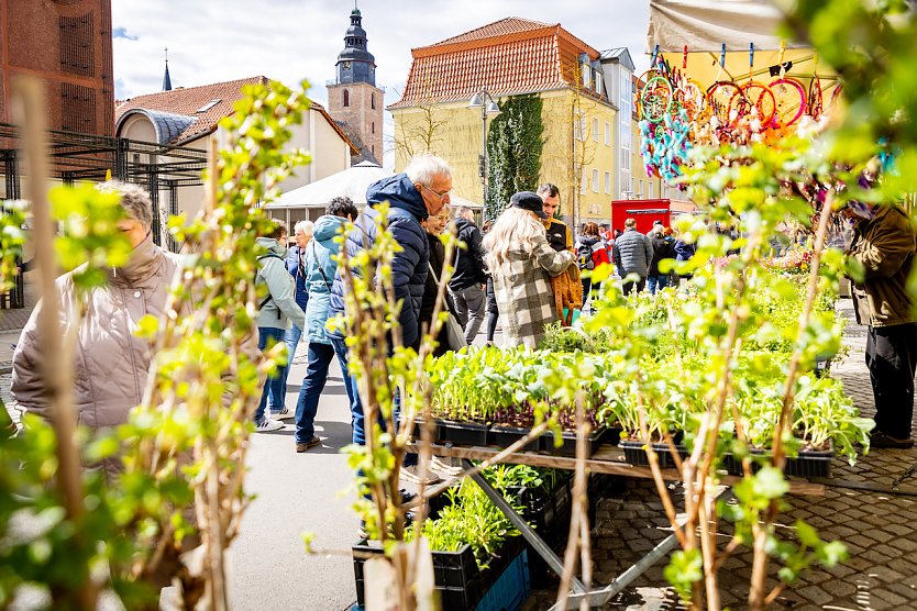Bild: Pflanzenmarkt in Sondershausen im September