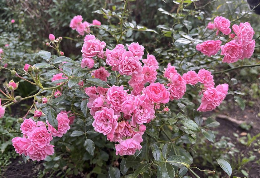 Meteorologen erwarten st&uuml;rmisches Herbstwetter  (Foto: oas)