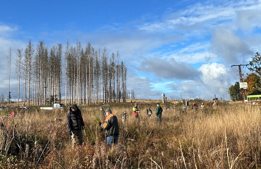 Pflanzaktion im S&uuml;dharz (Foto: Gina Marie Kaufhold)