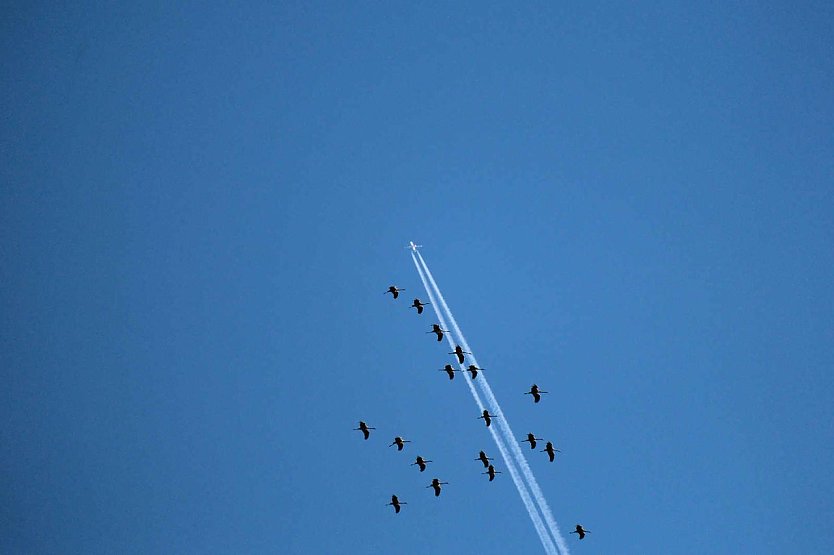 Kraniche &uuml;ber dem S&uuml;dharz (Foto: Peter Blei)