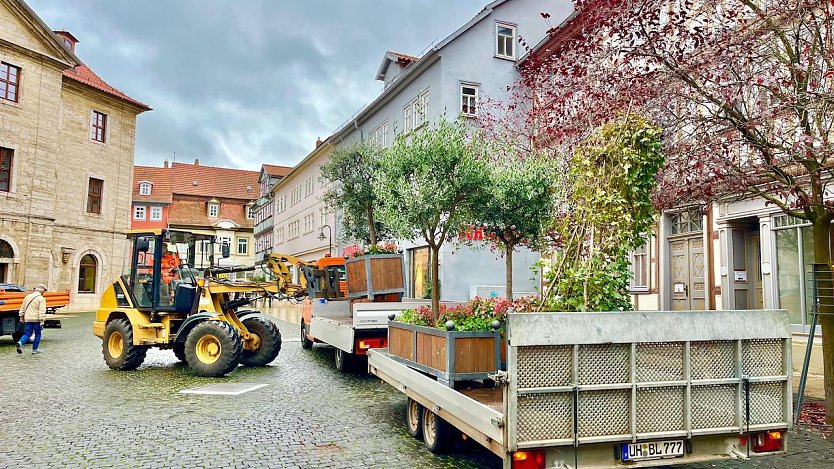 Auf dem Weg ins Winterquartier: Palme, Olive & Co. (Foto: Eva Maria Wiegand)