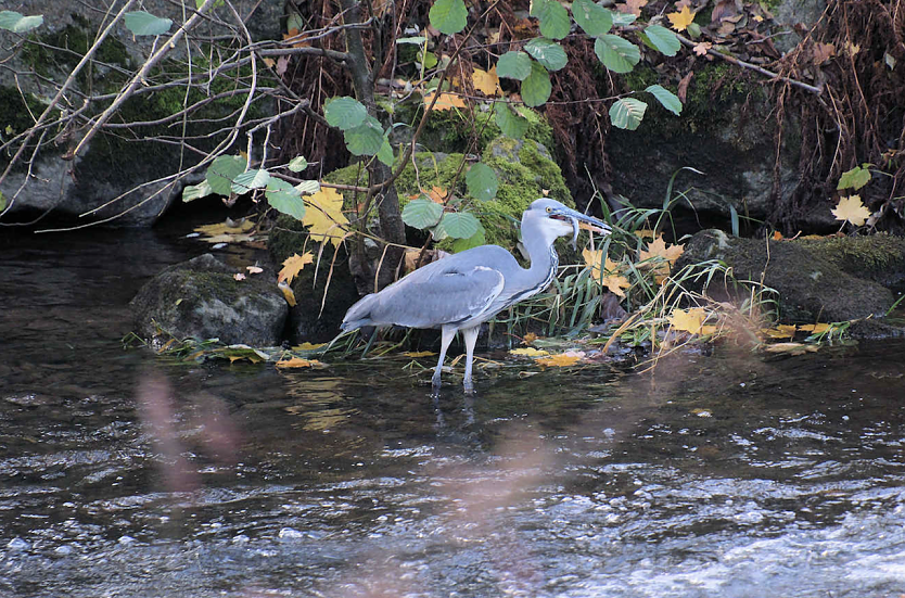 Graureiher in der Zorge (Foto: Peter Blei)