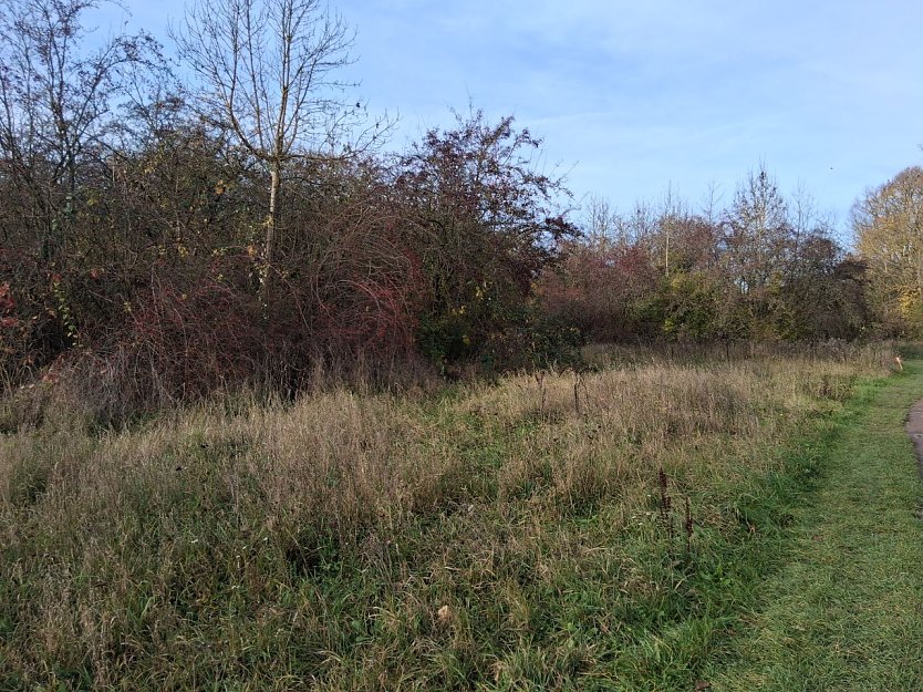 Das Biotop sollte erhalten bleiben, sagen Natursch&uuml;tzer. (Foto: R. Frank)