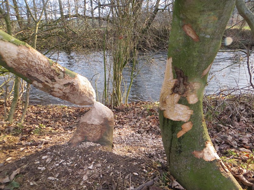 Biberspuren am Ilmufer (Foto: Marcus Orlam&uuml;nder)