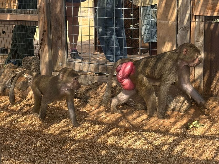 Sadoon (links) in seiner neue Heimat mit einem Pavianweibchen (Foto: DHL)