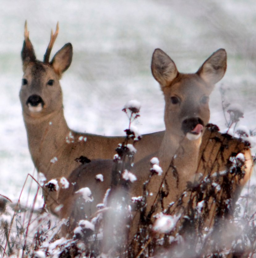 Rehe im Schnee (Foto: Nancy L&uuml;decke)
