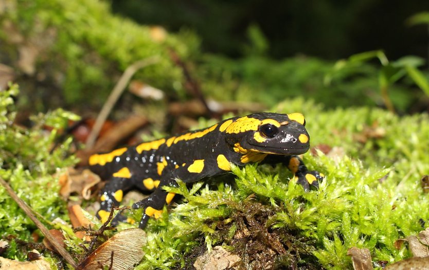 Bild: Ein Feuersalamander