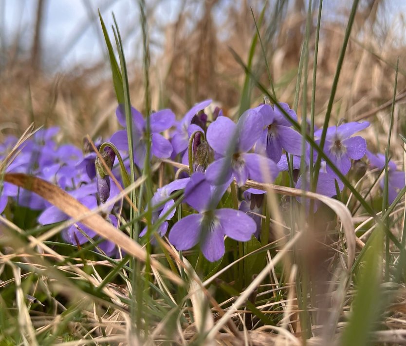 Symbolbild Fr&uuml;hling (Foto: ssc)