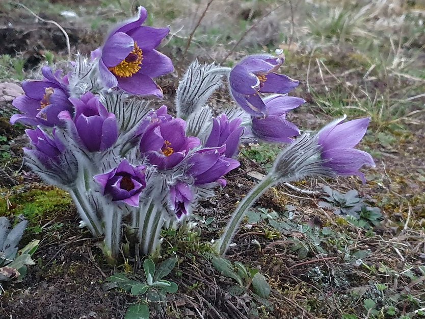 Im Gebiet um Nordhausen &ouml;ffnen sich allj&auml;hrlich noch an rund 800 Bl&uuml;tenst&auml;ngeln die violett leuchtenden Kronenbl&auml;tter der gesch&uuml;tzten und gef&auml;hrdeten Gew&ouml;hnlichen Kuhschelle: Zu denken geben sollte, dass wir Ehrenamtler mittlerweile alle Vorkommen dieser Art pflegen und betreuen m&uuml;ssen, um diese Zahl zu erhalten.  (Foto: Bodo Schwarzberg)