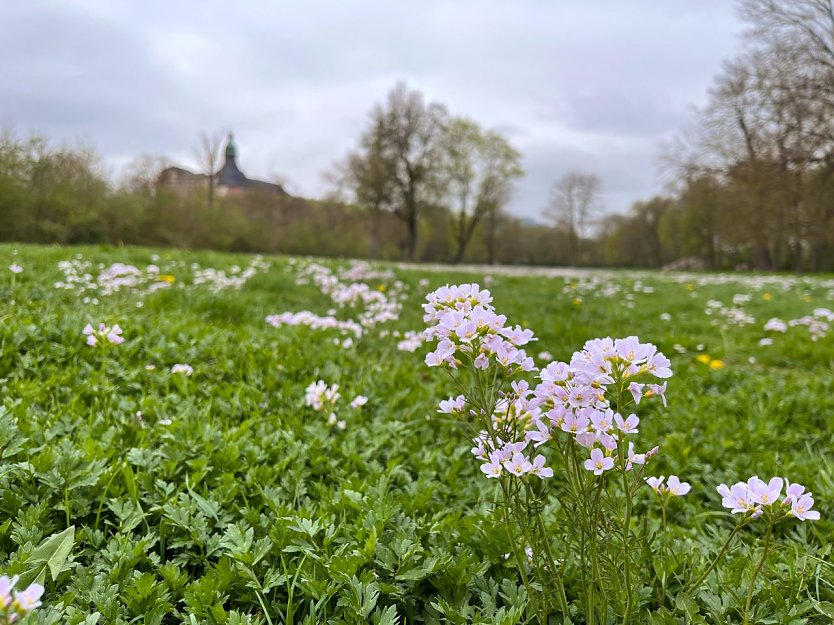 Symbolbild Fr&uuml;hling (Foto: ssc)