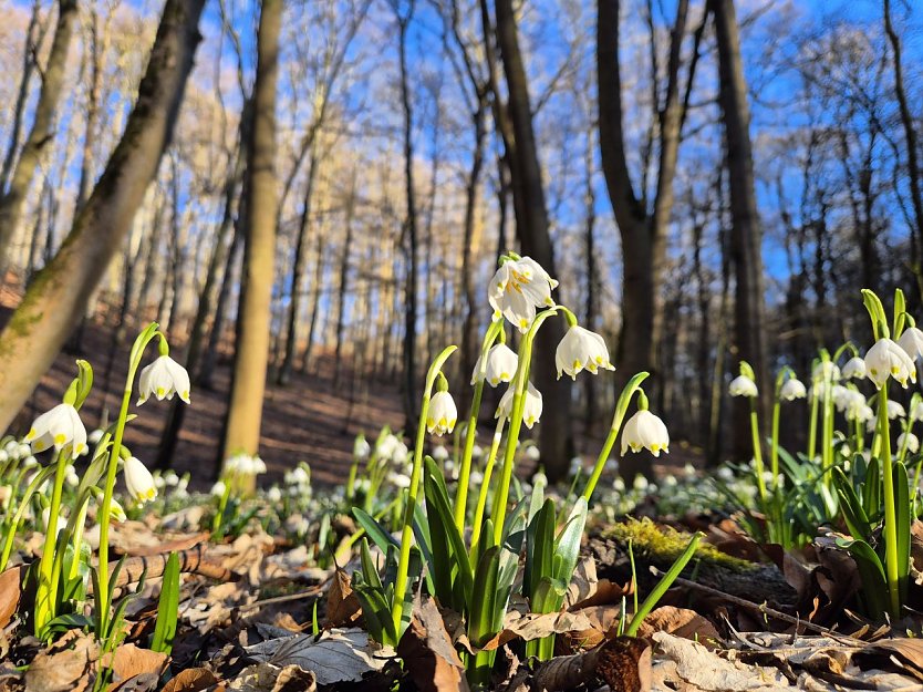 M&auml;rzenbecher im Nationalpark Hainich (Foto: Cornelia Otto-Albers)
