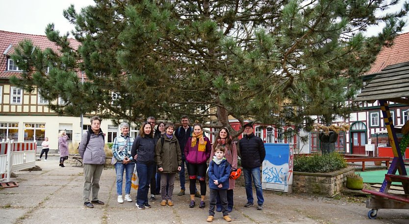 Die Initiative will die "Kletterkiefer" am Blasiikirchplatz erhalten. (Foto: ssc)