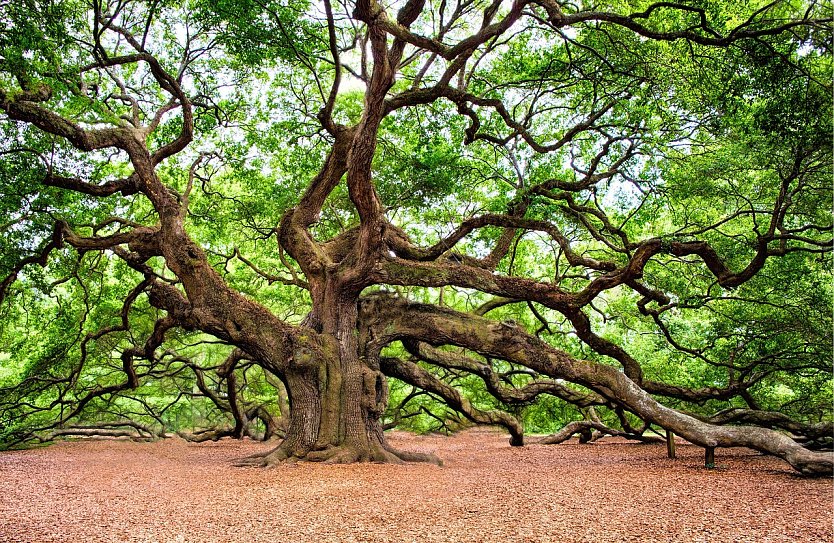 Natur (Beispielbild) (Foto: RegalShave auf Pixabay)