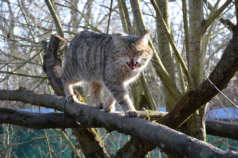 Wildkater Leo im Wildkatzendorf H&uuml;tscheroda (Foto: &copy; Katrin Vogel)