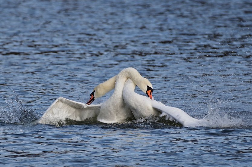 Paar (Symbolbild) (Foto: J&uuml;rgen auf Pixabay)