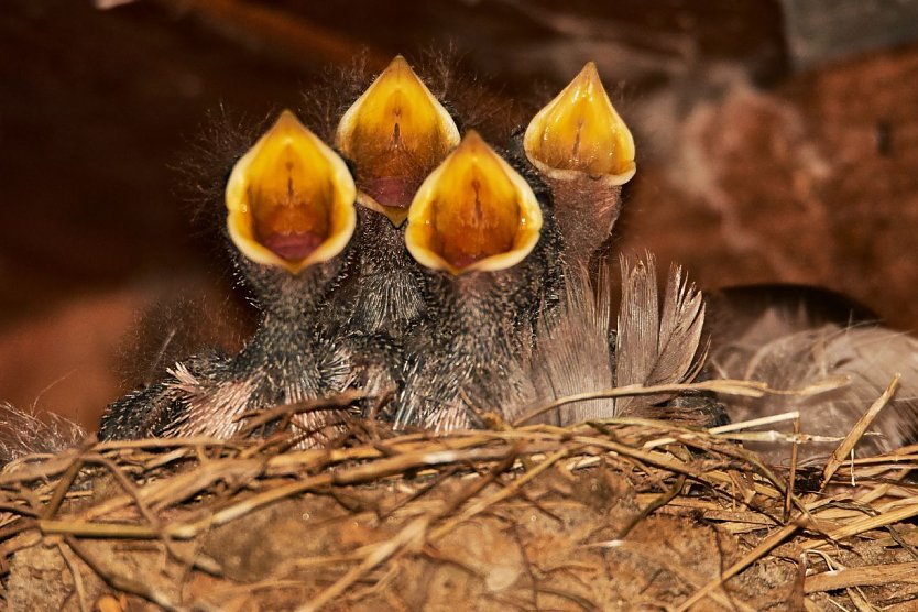 Immer Hunger - der Nachwuchs (Foto: NABU/CEWE/Detlef Bergmann)