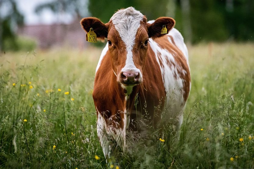 Eine Kuh steht auf einer Wiese (Symbolbild). (Foto: Christoffer Borg Mattisson/Pixabay)