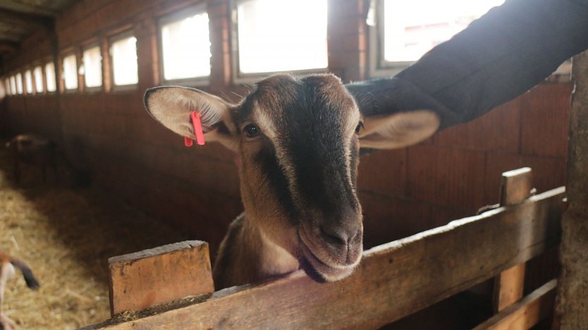 Auf der Ziegenalm in Sophienhof wurde wieder L&auml;mmerfest gefeiert (Foto: Angelo Glashagel)