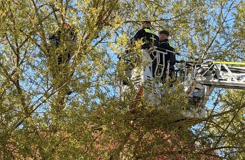 Auf die B&auml;ume... (Foto: privat)
