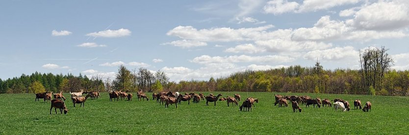 L&auml;mmerfest auf der Ziegenalm Sophienhof (Foto: vgf)