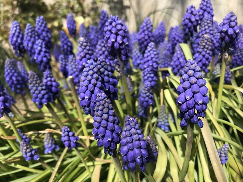 Symbolbild Fr&uuml;hling (Foto: agl)