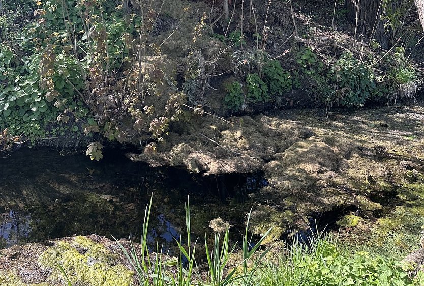 Gr&uuml;nschnitte in der Breits&uuml;lze illegal entsorgt (Foto: Stadtverwaltung M&uuml;hlhausen)