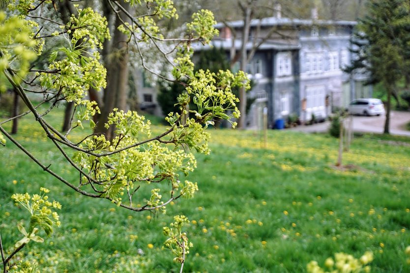 Symbolbild Frühling (Foto: ssc) Symbolbild Frühling (Foto: ssc)