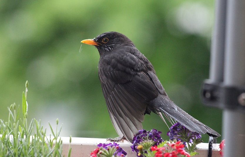 Amsel im Sommer (Foto: Eva Maria Wiegand)