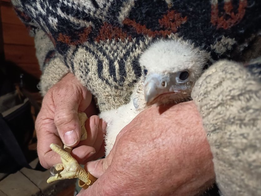 Jungfalke wird beringt (Foto: Steffi Maass, M&uuml;hlh&auml;user Museen)