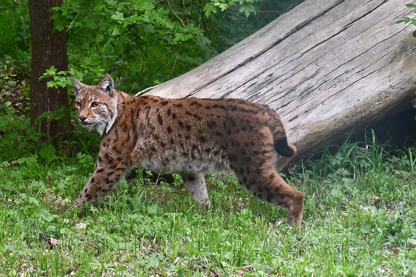 Luchskuder Siron im Schaugehege im Wildkatzendorf H&uuml;tscheroda (Foto: B&auml;rbel Bawey)