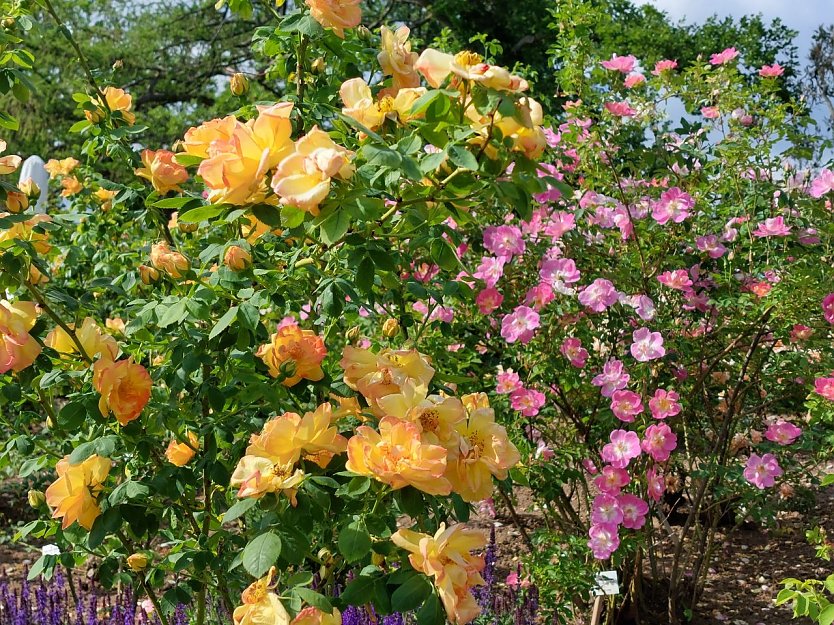 Momentan bl&uuml;hen schon viele Rosen im Europarosarium in Sangerhausen.  (Foto: Karin Thom)