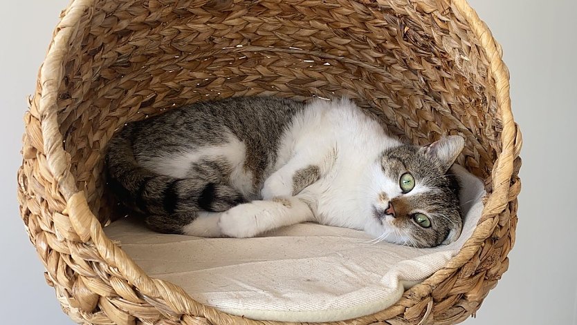Symbolbild Katze (Foto: Tierheim Nordhausen) Symbolbild Katze (Foto: Tierheim Nordhausen)