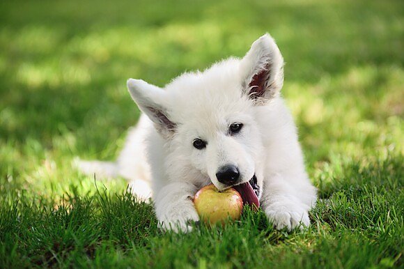 Äpfel sind für Hunde unbedenklich. (Foto: Agila) Äpfel sind für Hunde unbedenklich. (Foto: Agila)