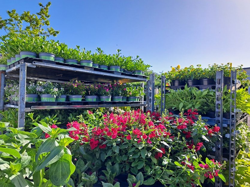 Die Sommerpflanzen werden in die Beete auf der Landesgartenschau gepflanzt. (Foto: Ren&eacute; Wei&szlig;bach)