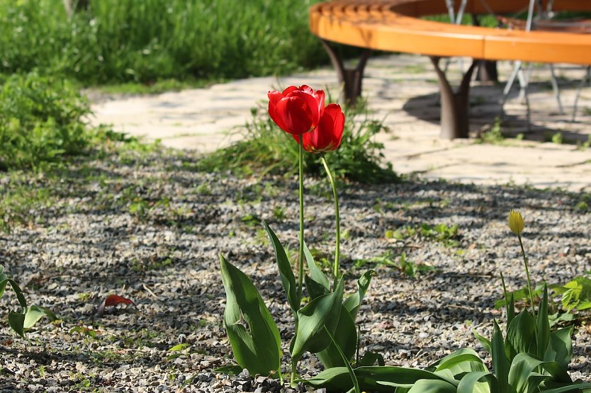 BUND Garten in Bad Langensalza (Archiv) (Foto: Eva Maria Wiegand)