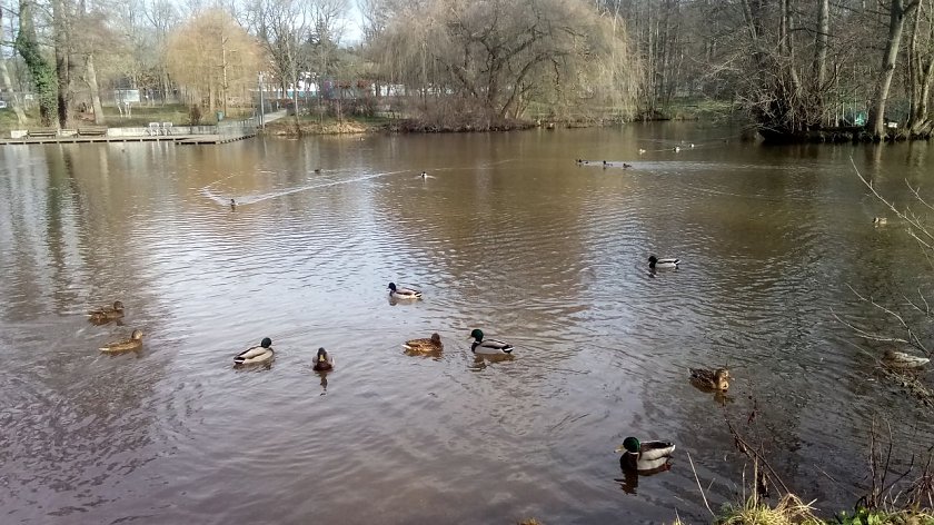 Bild: Gern verweilen �Spazierg&auml;nger auch am gro&szlig;en Teich mit seinen Stockenten. Auch Ble&szlig;rallen und Teichh&uuml;hnchen sind schon beobachtet worden.