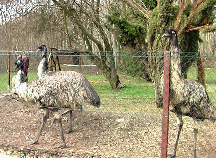 Bild: Emu