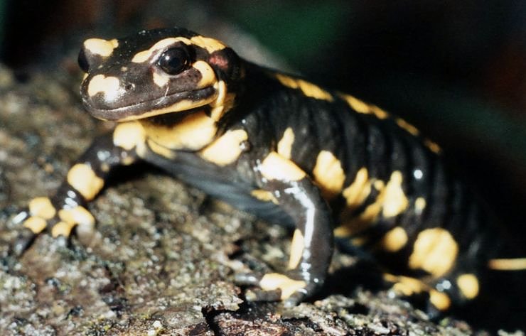 Bild: Schutz f&uuml;r Salamander