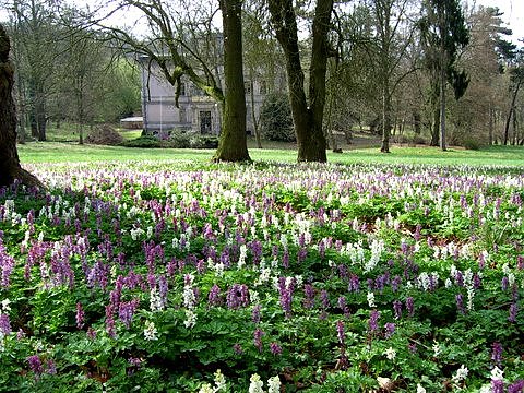Bild: Bl&uuml;hender Park