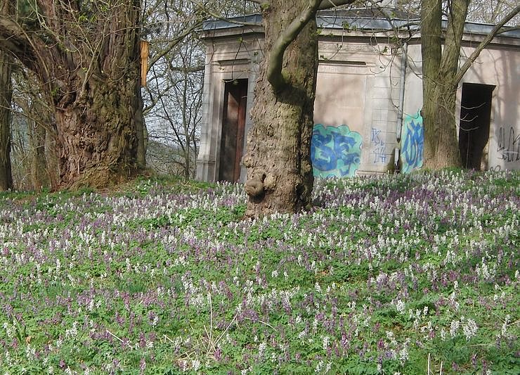 Bild: Bl&uuml;hen im Park