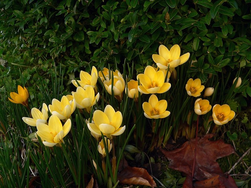 Bild: Krokusse