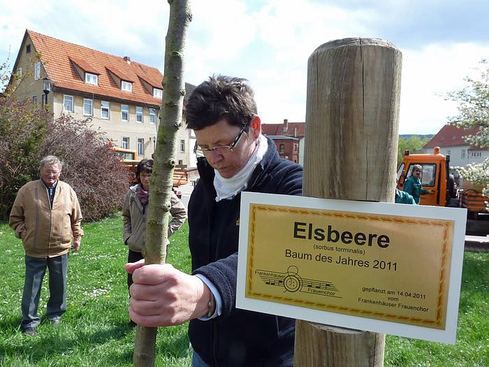Bild: Baum gepflanzt