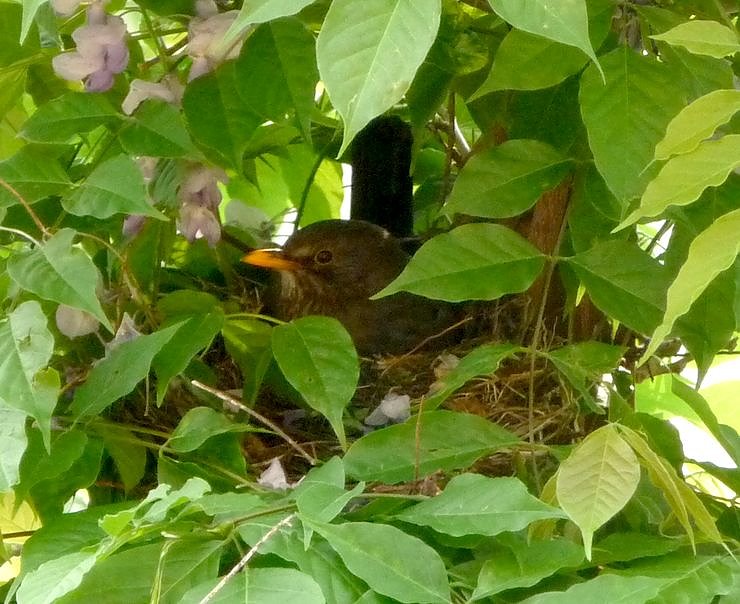 Bild: Amsel beim Br&uuml;ten