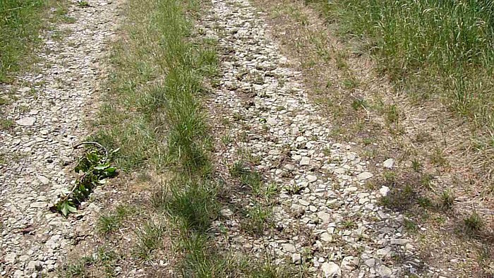 Bild: Radweg nach Oberspier