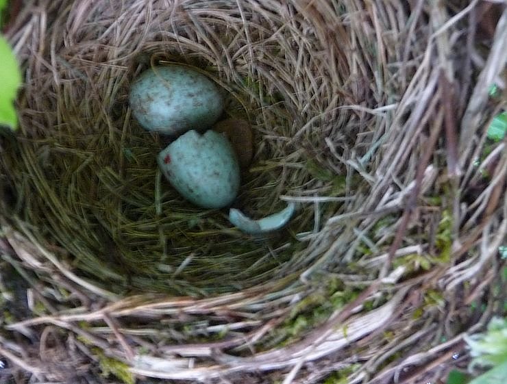 Bild: Neues aus dem Nest